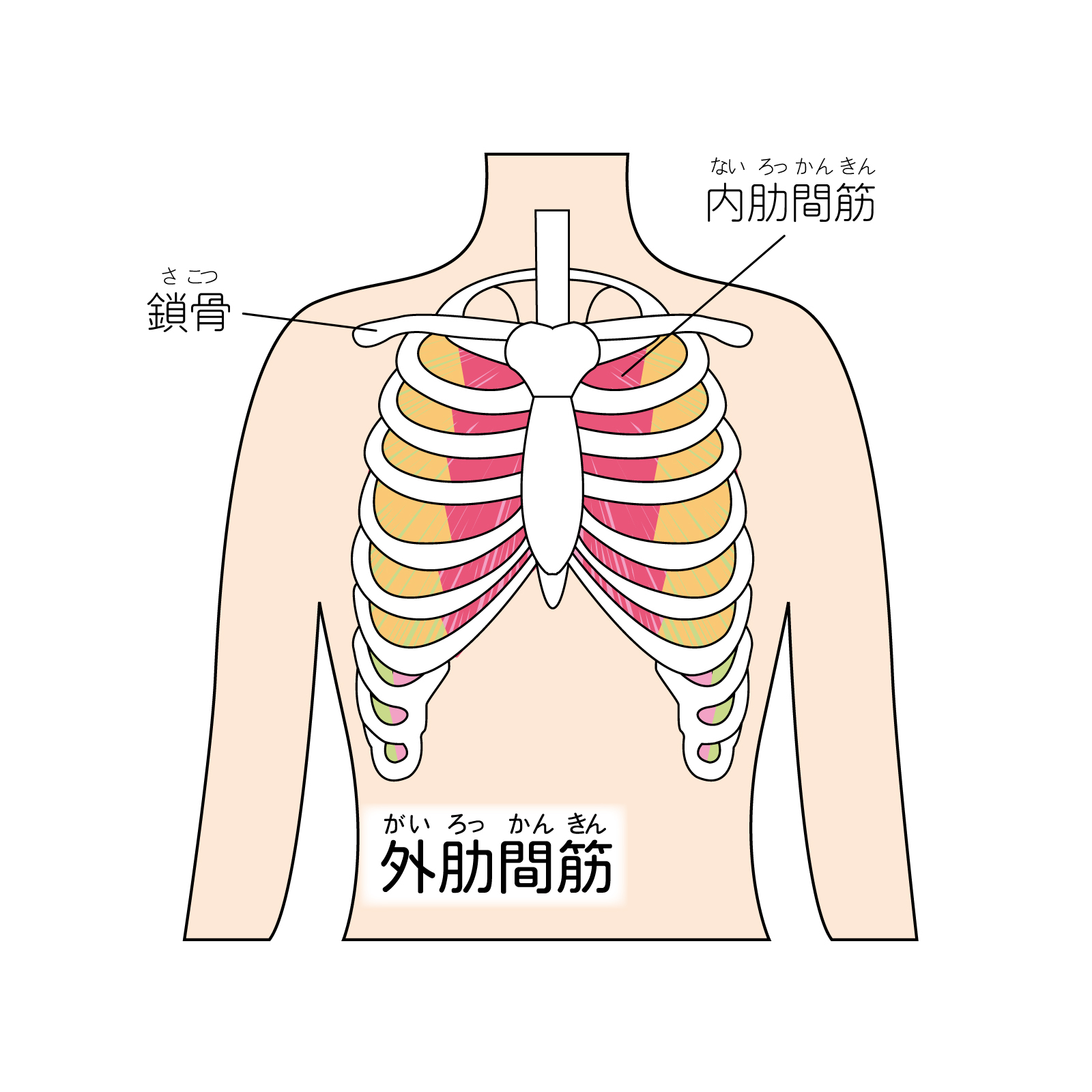 呼吸力UPで肺機能UP RefleLife